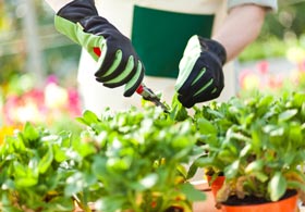 Garden care and maintenance services Melbourne